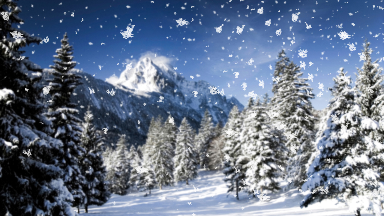 Tagsüber Grüne Pinien Auf Schneebedecktem Boden. Wallpaper in 1280x720 Resolution