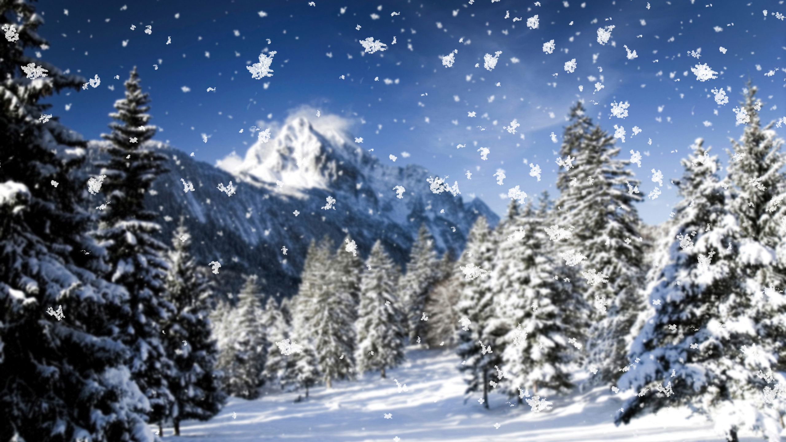 Green Pine Trees on Snow Covered Ground During Daytime. Wallpaper in 2560x1440 Resolution