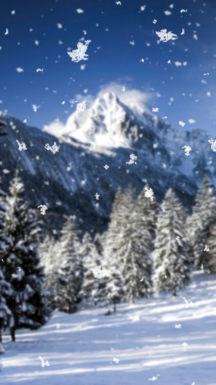 Green Pine Trees on Snow Covered Ground During Daytime. Wallpaper in 720x1280 Resolution