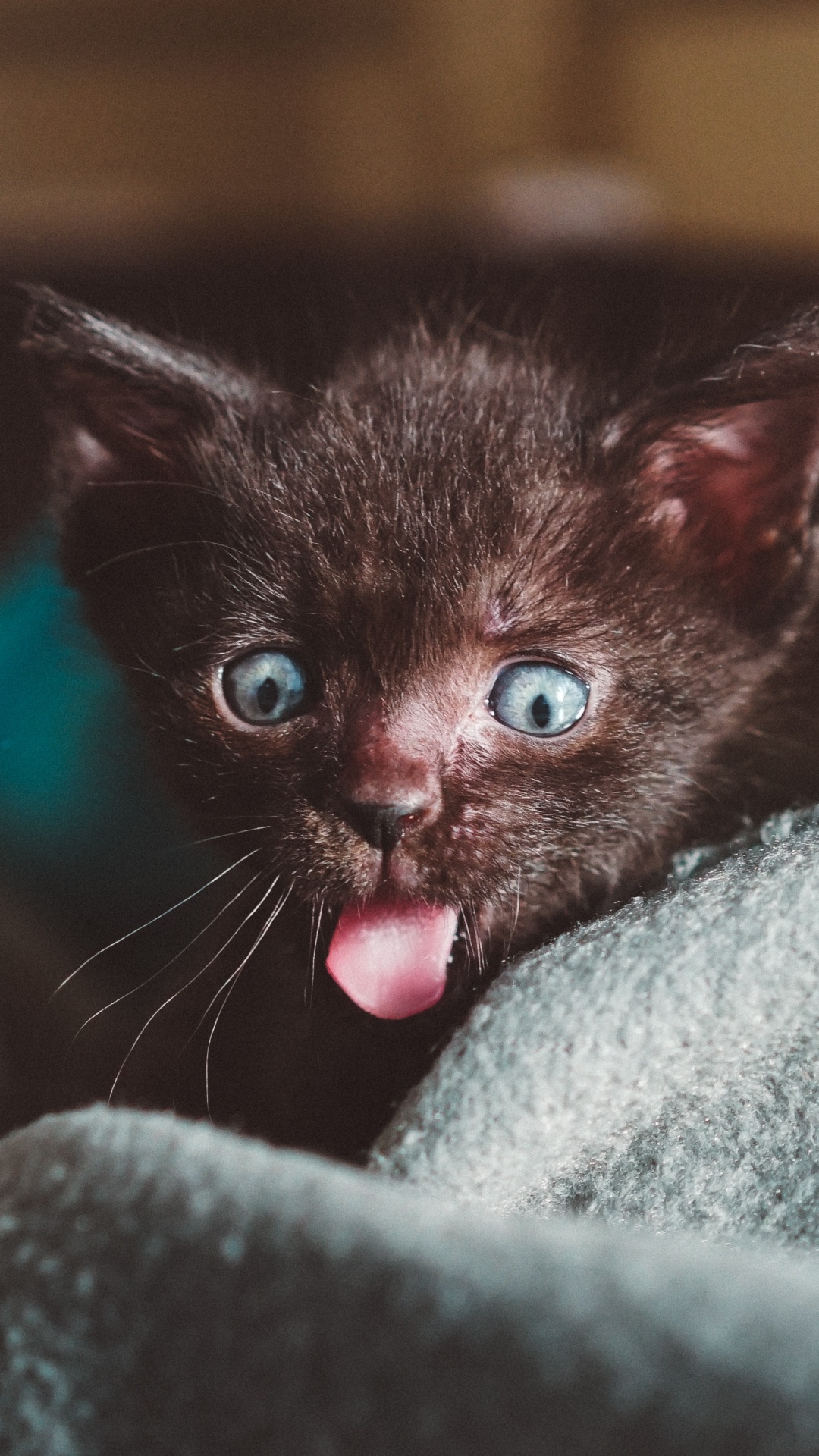 Black Kitten on Gray Textile. Wallpaper in 1080x1920 Resolution