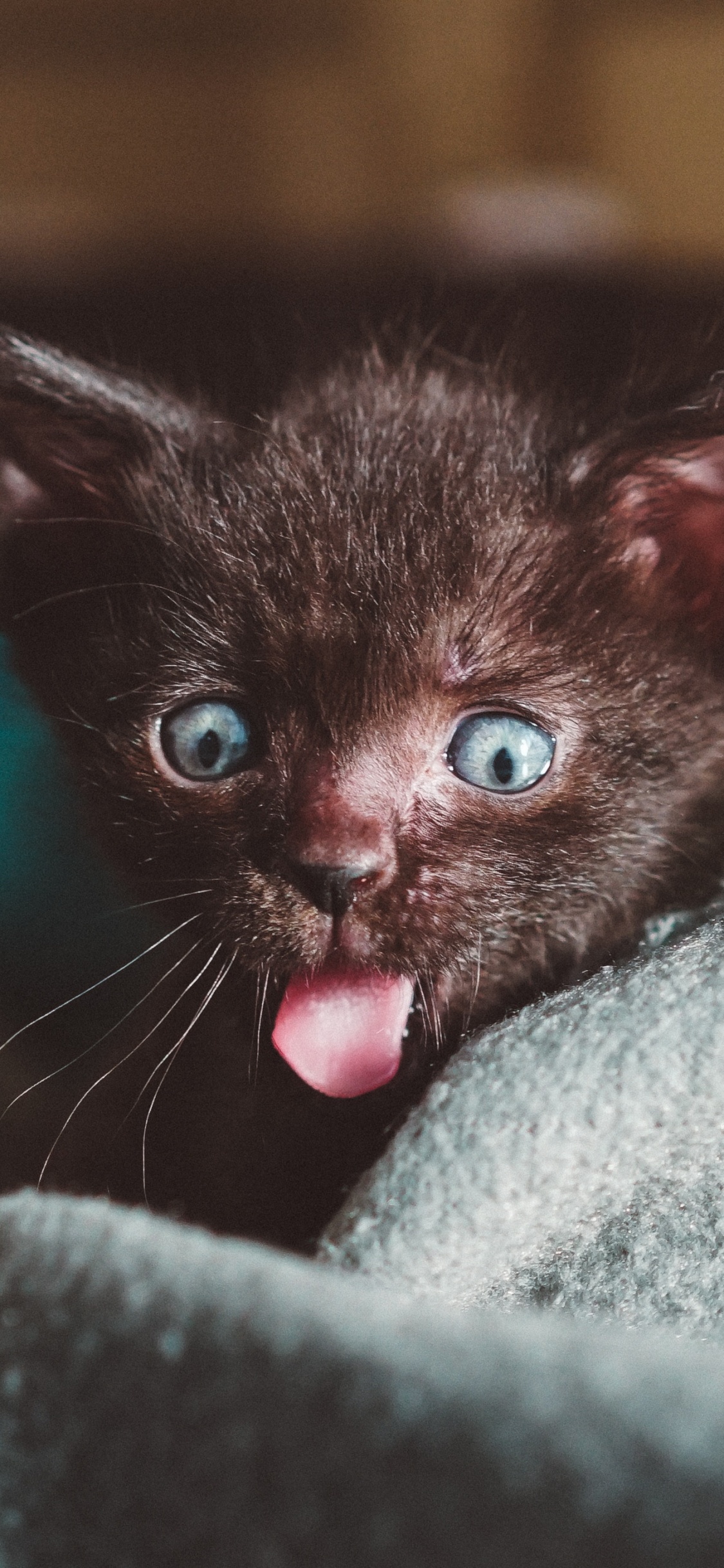 Black Kitten on Gray Textile. Wallpaper in 1125x2436 Resolution