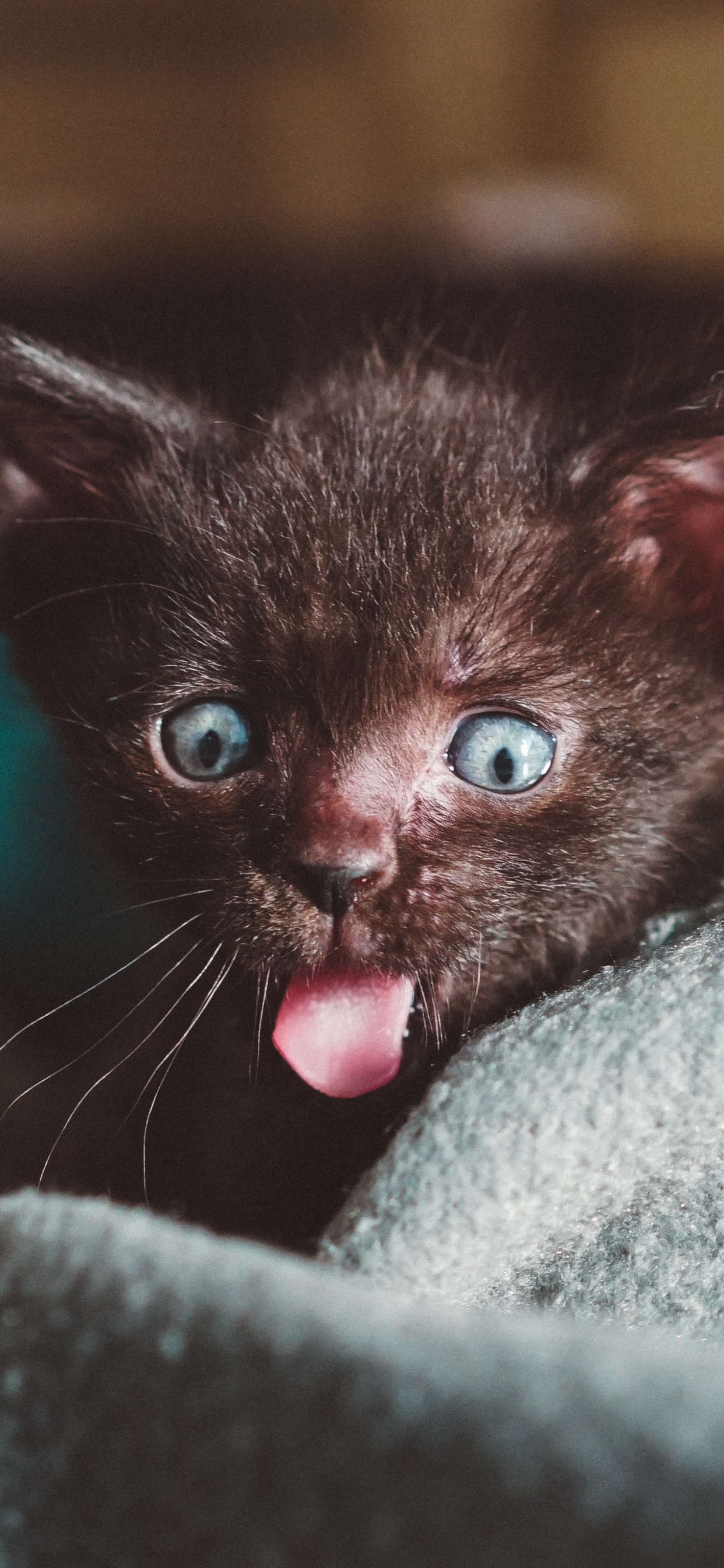 Black Kitten on Gray Textile. Wallpaper in 1242x2688 Resolution