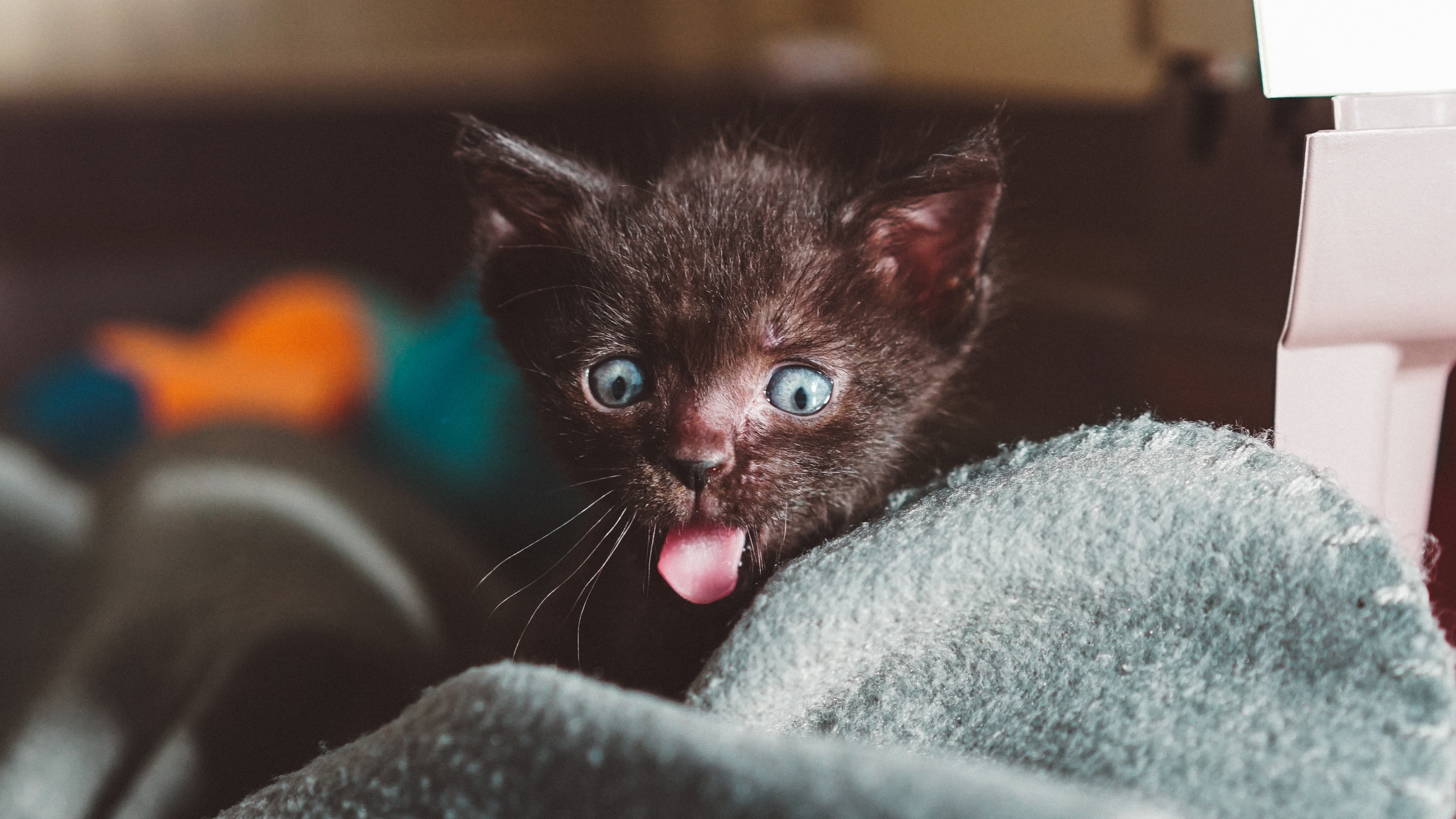 Black Kitten on Gray Textile. Wallpaper in 3840x2160 Resolution