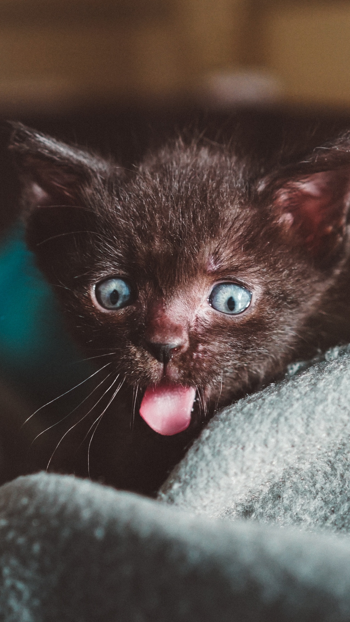 Chaton Noir Sur Textile Gris. Wallpaper in 1440x2560 Resolution