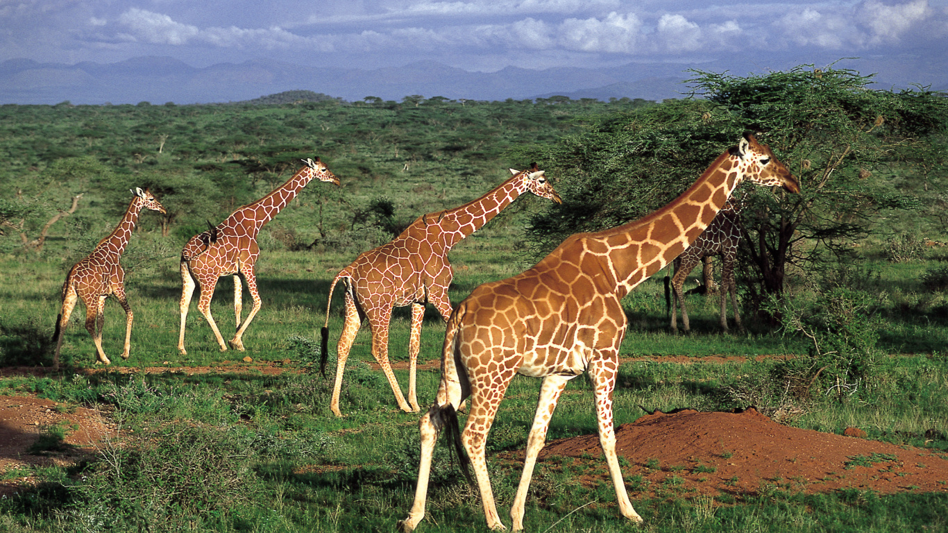 Giraffe Standing on Green Grass Field During Daytime. Wallpaper in 1366x768 Resolution