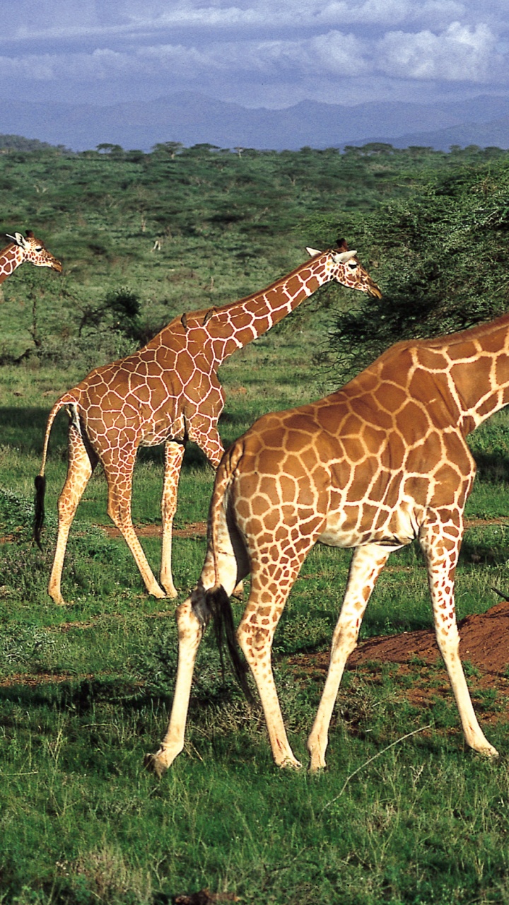 Giraffe, Die Tagsüber Auf Der Grünen Wiese Steht. Wallpaper in 720x1280 Resolution