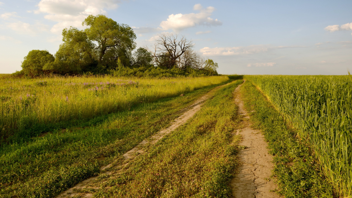 Green Grass Field and Trees Under Blue Sky During Daytime. Wallpaper in 1366x768 Resolution
