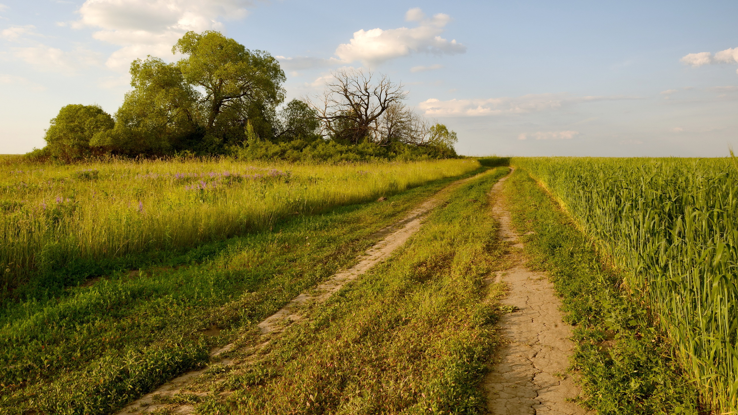 Green Grass Field and Trees Under Blue Sky During Daytime. Wallpaper in 2560x1440 Resolution