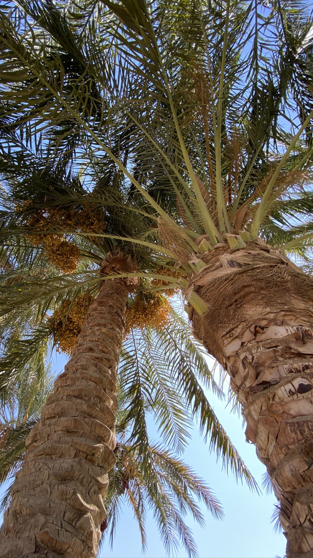 Date Palm, Babassu, Plants, Coconut, Science. Wallpaper in 1080x1920 Resolution