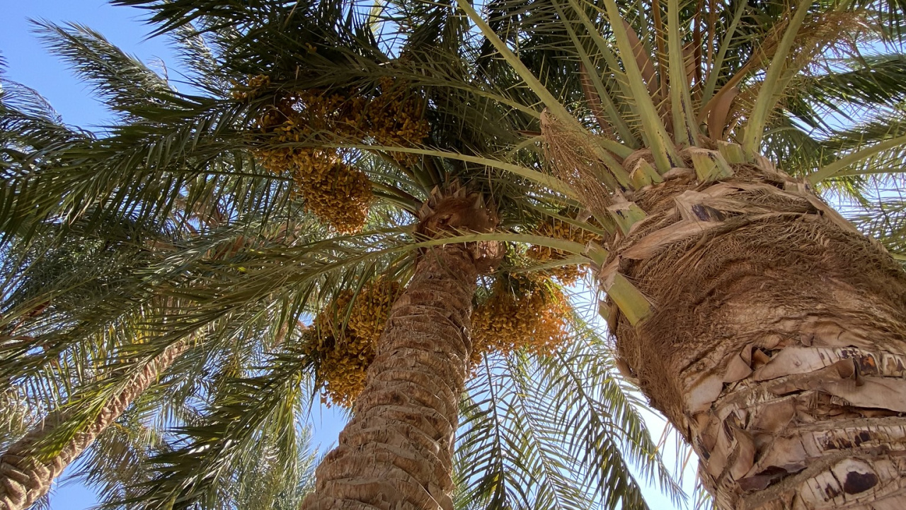 Date Palm, Babassu, Plants, Coconut, Science. Wallpaper in 1280x720 Resolution