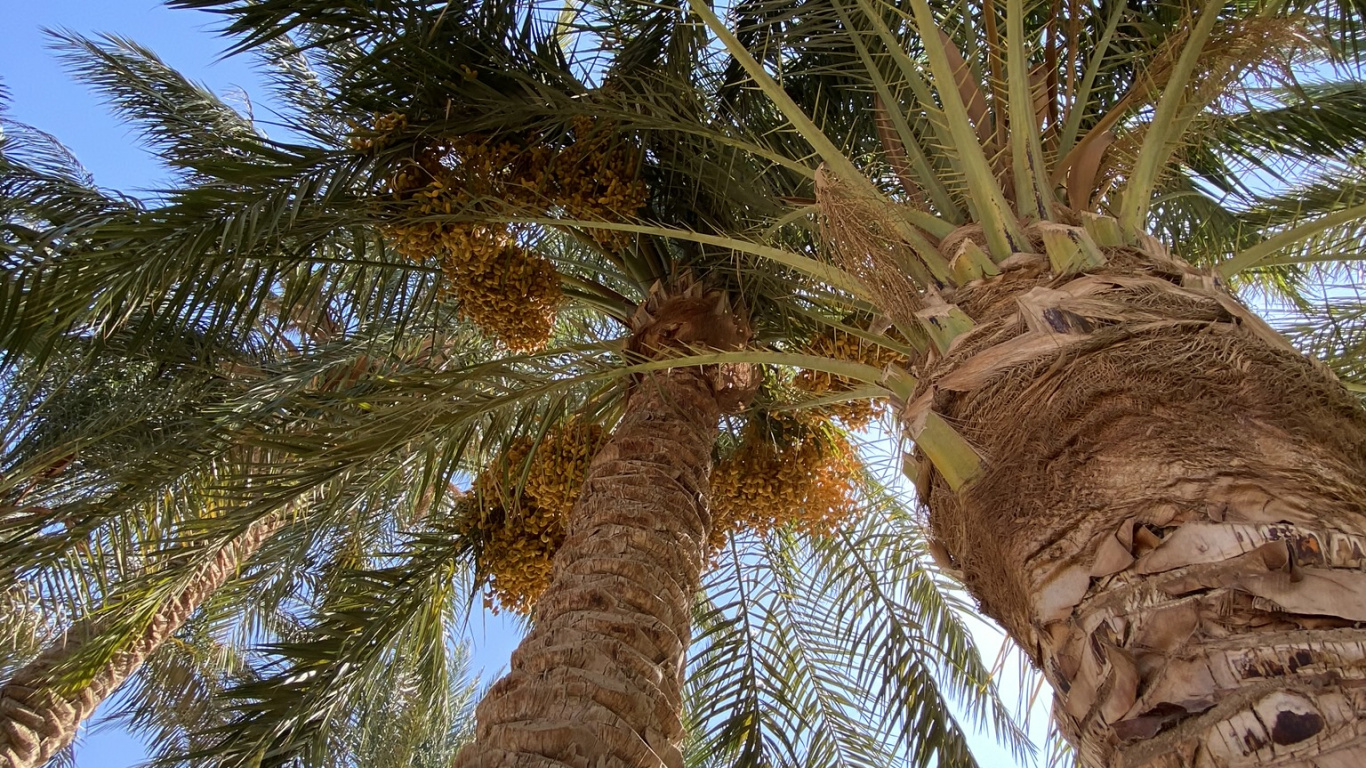 Date Palm, Babassu, Plants, Coconut, Science. Wallpaper in 1366x768 Resolution