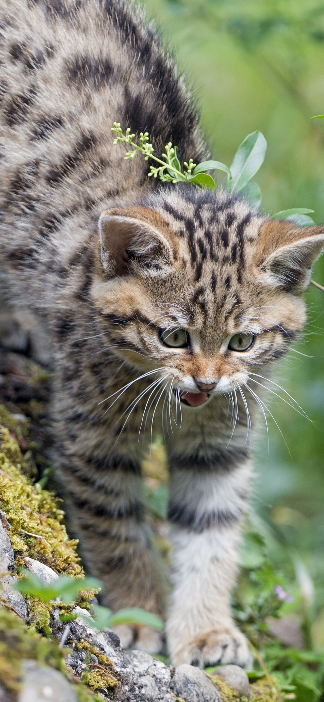 Brown Tabby Cat on Gray Rock During Daytime. Wallpaper in 1125x2436 Resolution