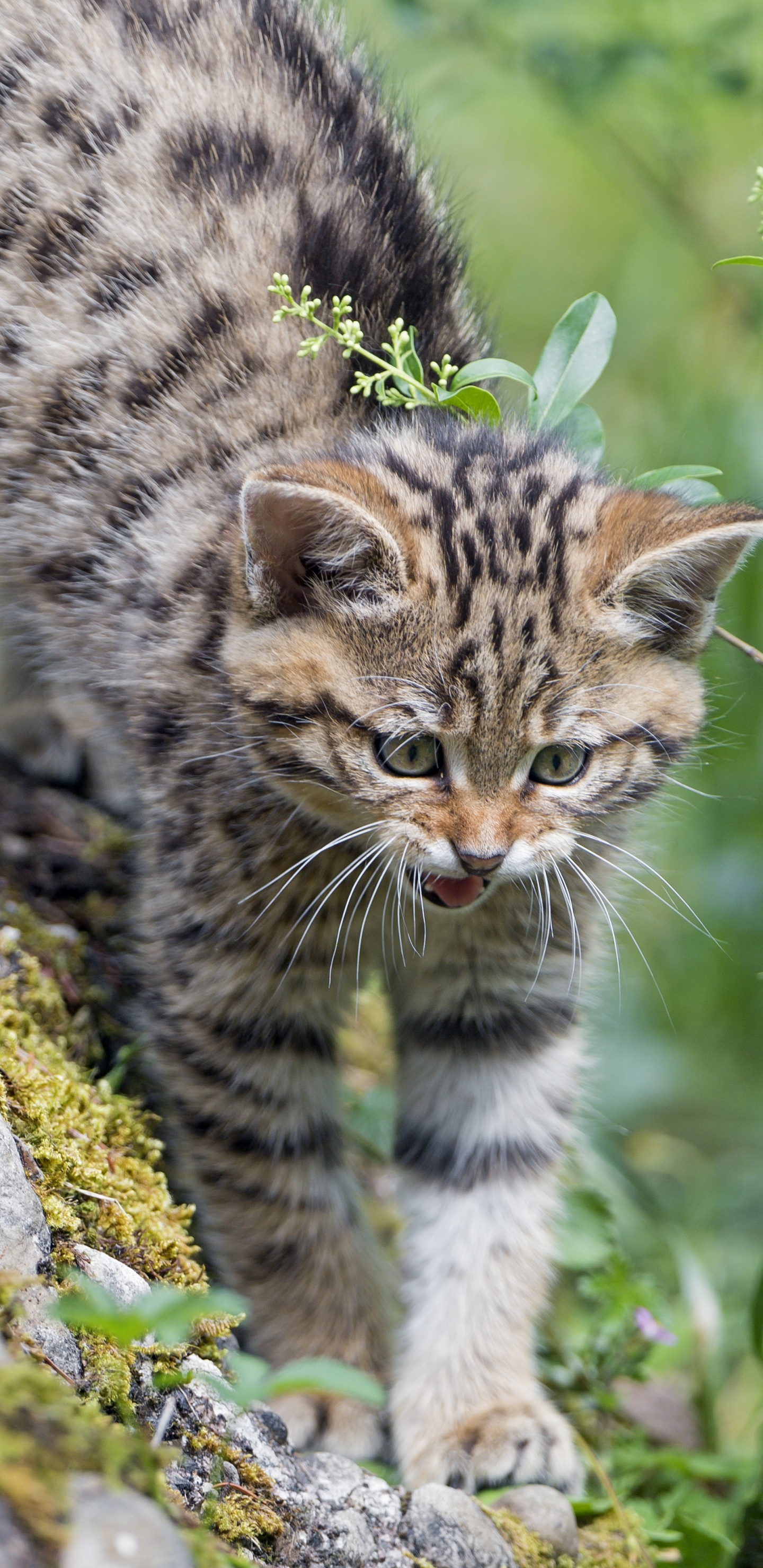 Brown Tabby Cat on Gray Rock During Daytime. Wallpaper in 1440x2960 Resolution