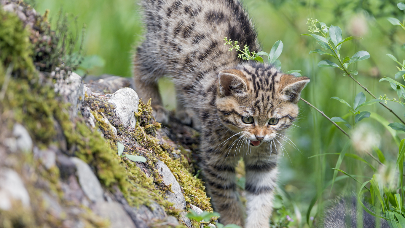 Braun Getigerte Katze Auf Grauem Felsen Tagsüber. Wallpaper in 1366x768 Resolution