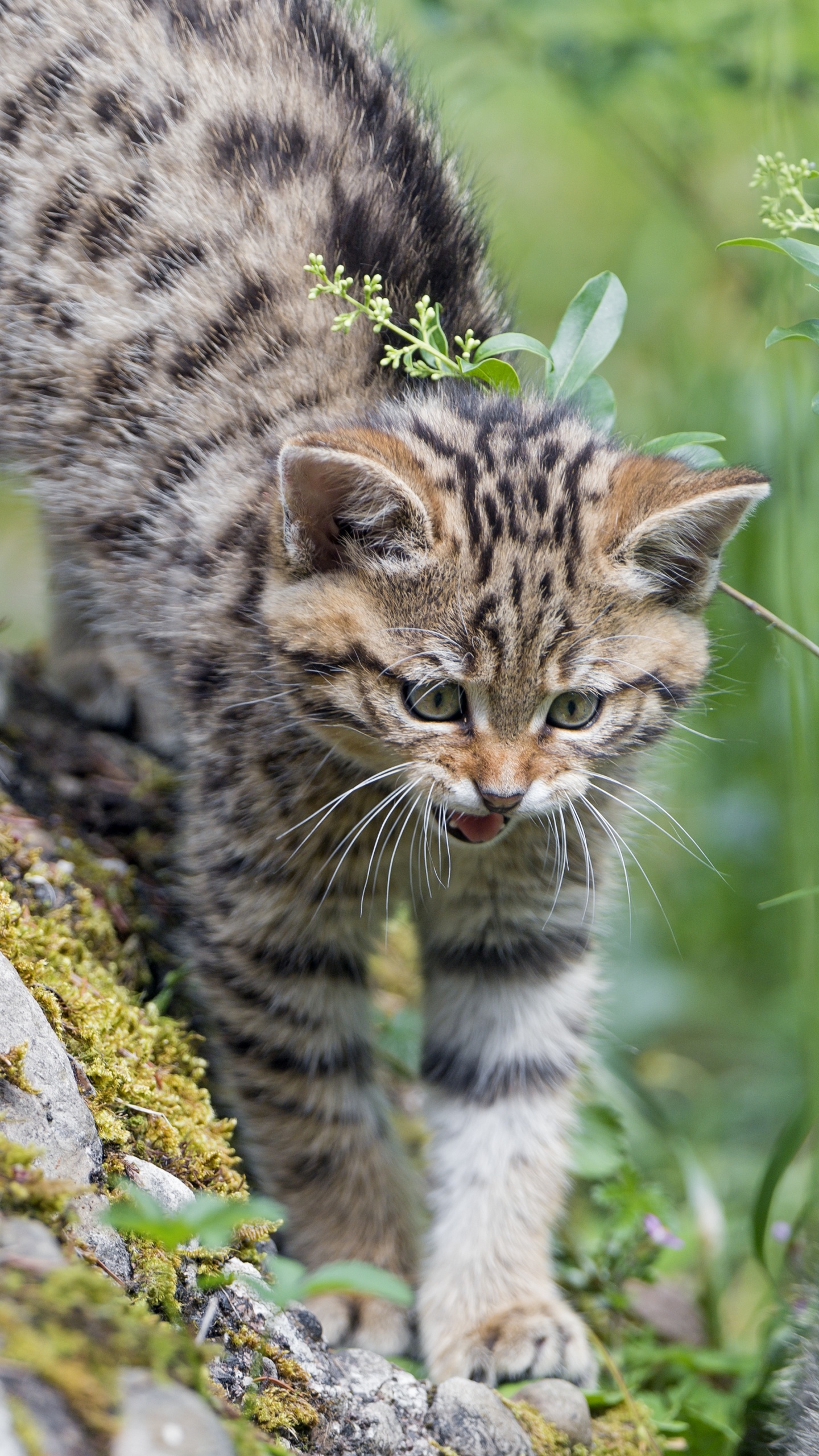 Braun Getigerte Katze Auf Grauem Felsen Tagsüber. Wallpaper in 1440x2560 Resolution