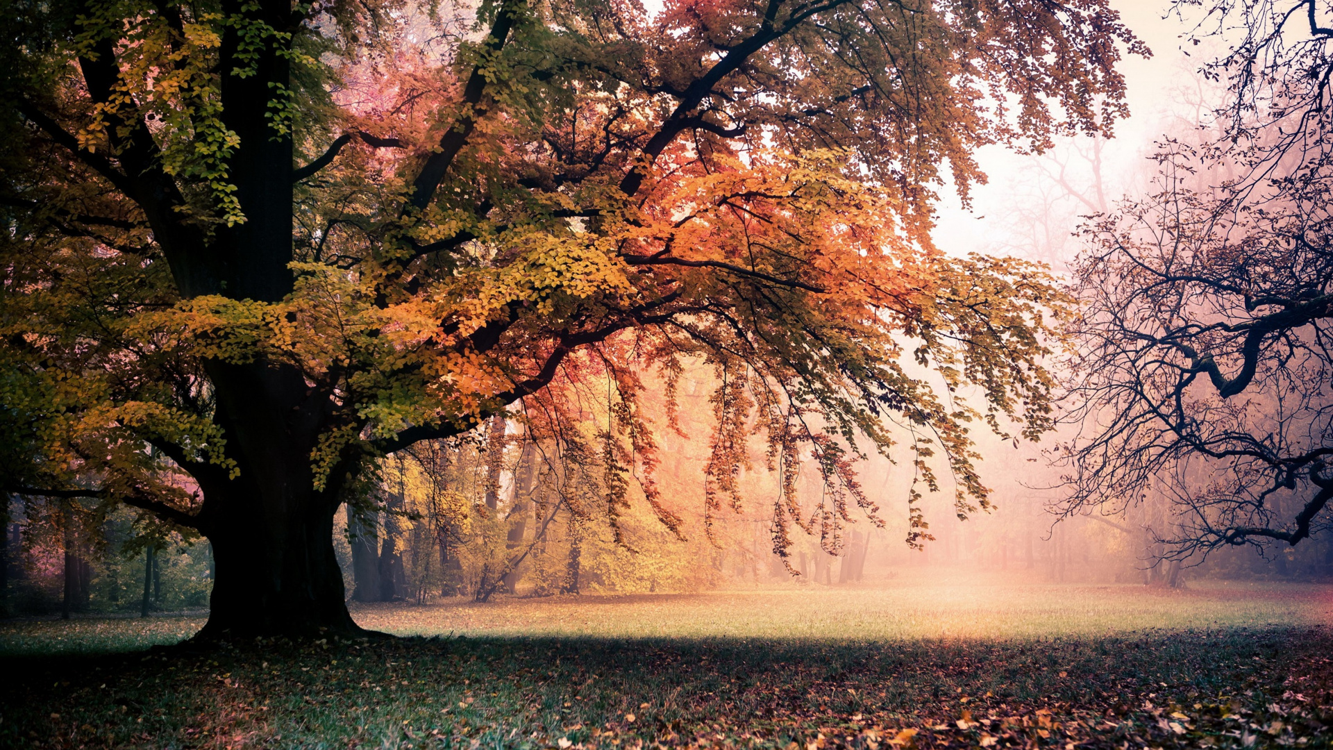 Green Grass Field With Trees During Sunrise. Wallpaper in 1920x1080 Resolution