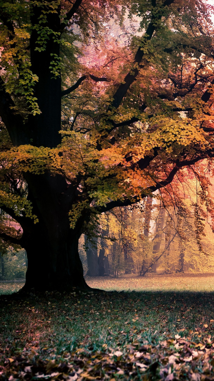 Green Grass Field With Trees During Sunrise. Wallpaper in 750x1334 Resolution
