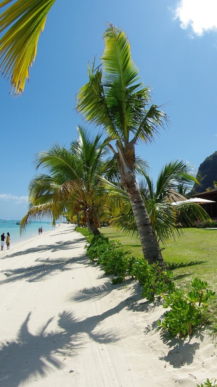 Braunes Holzhaus in Der Nähe Von Palmen Tagsüber. Wallpaper in 720x1280 Resolution