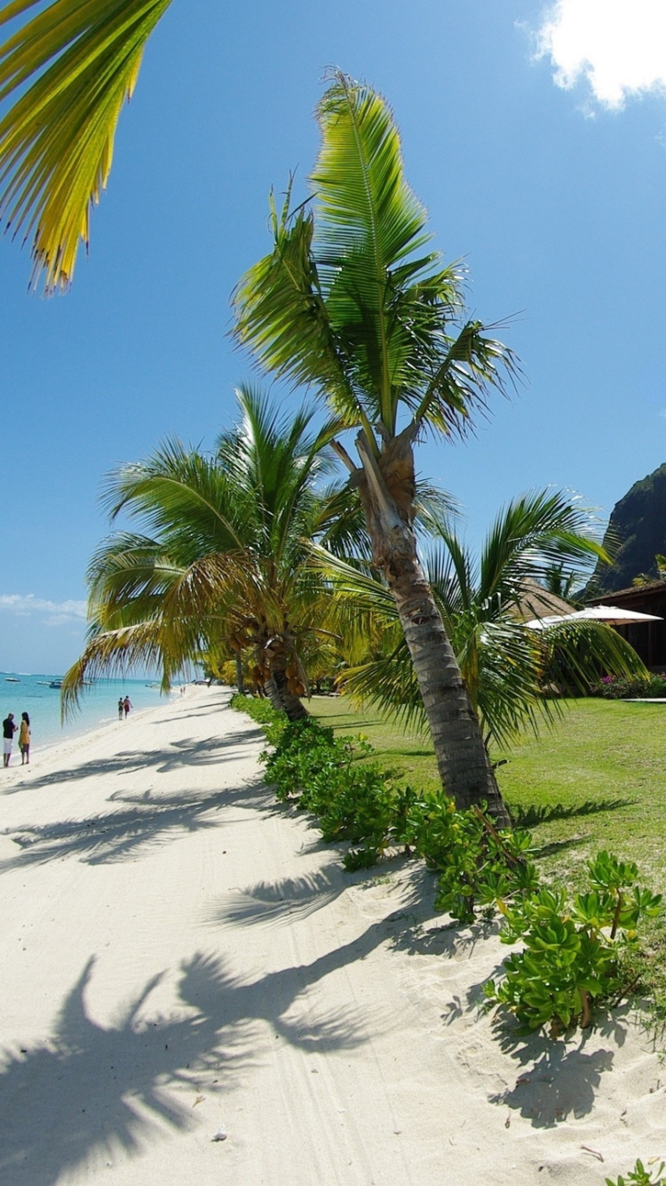 Casa de Madera Marrón Cerca de la Palmera Durante el Día. Wallpaper in 750x1334 Resolution