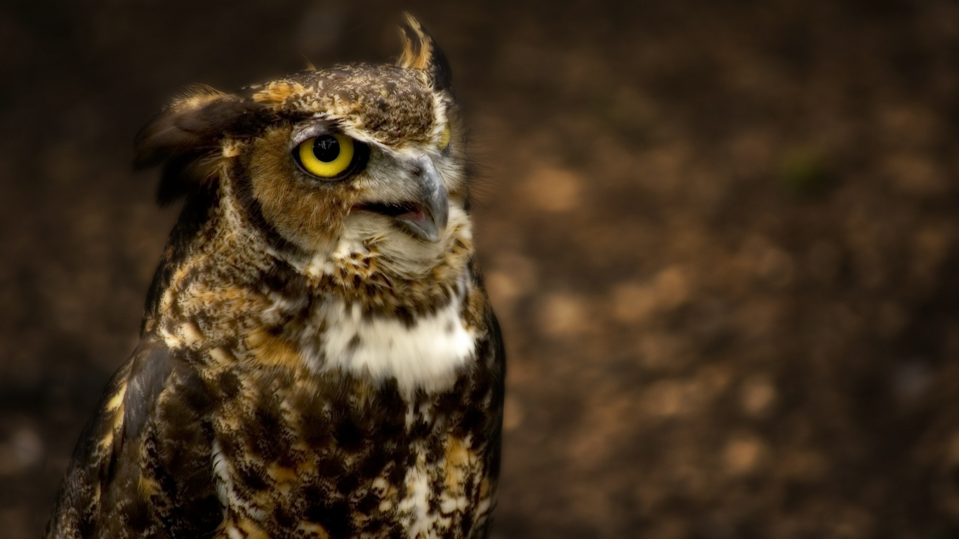 Brown and White Owl in Close up Photography. Wallpaper in 1366x768 Resolution