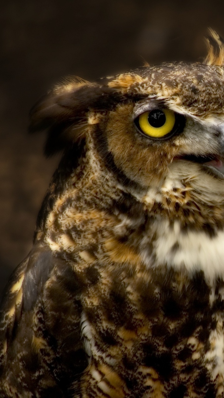 Brown and White Owl in Close up Photography. Wallpaper in 720x1280 Resolution