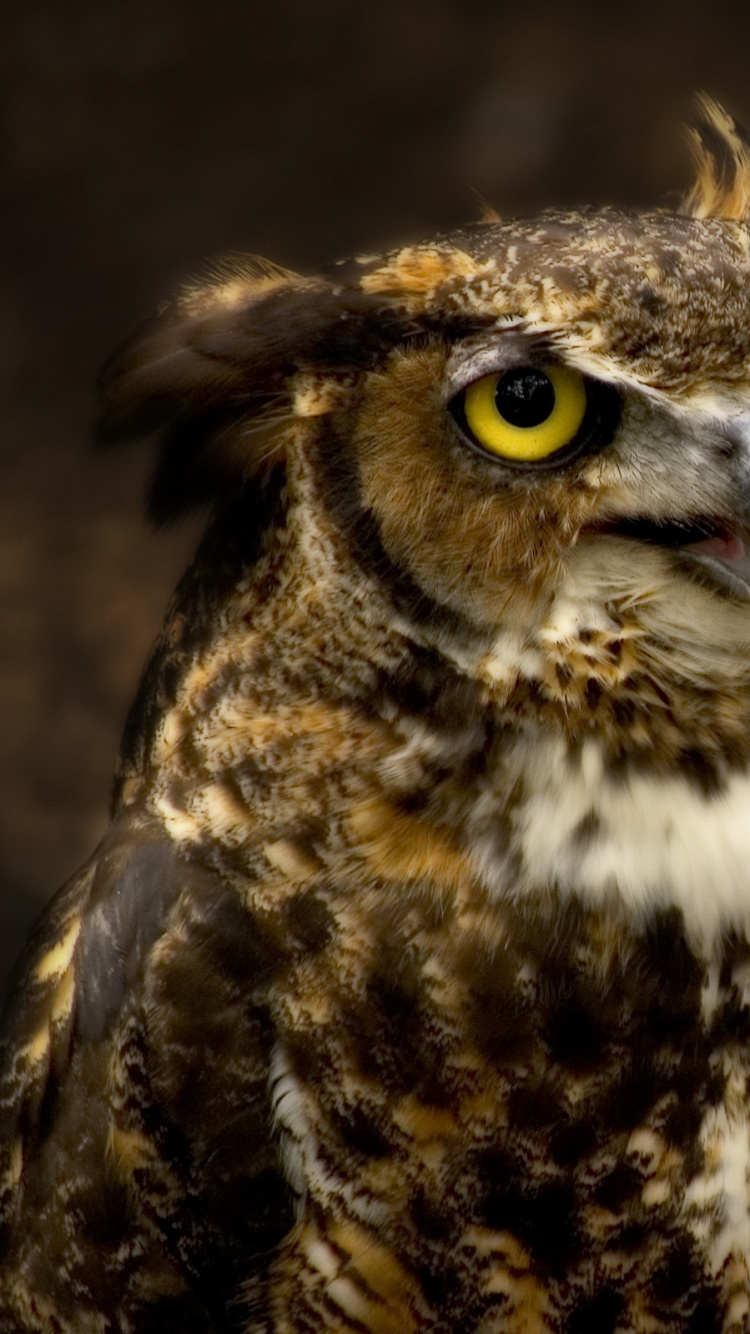 Brown and White Owl in Close up Photography. Wallpaper in 750x1334 Resolution