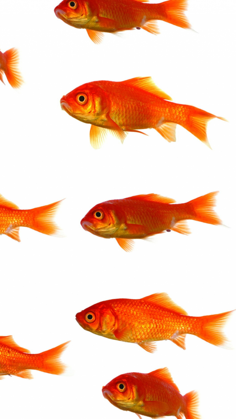 Peces Naranjas en Red Verde. Wallpaper in 750x1334 Resolution