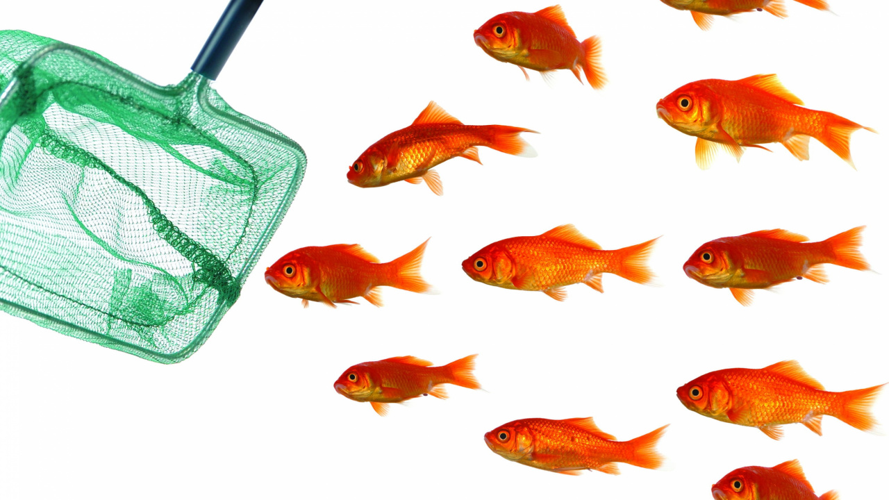 Poissons Orange en Filet Vert. Wallpaper in 1280x720 Resolution