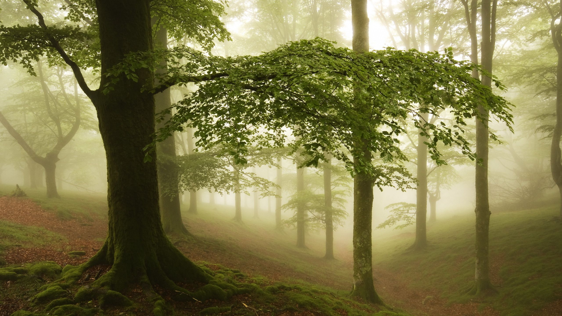 Arbres Verts Sur la Forêt Pendant la Journée. Wallpaper in 1920x1080 Resolution