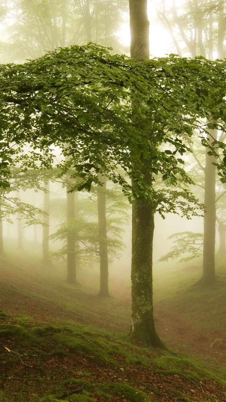 Arbres Verts Sur la Forêt Pendant la Journée. Wallpaper in 720x1280 Resolution