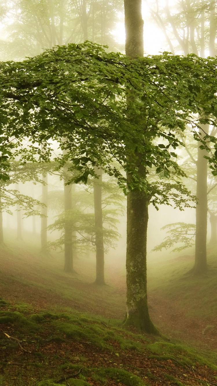 Green Trees on Forest During Daytime. Wallpaper in 750x1334 Resolution