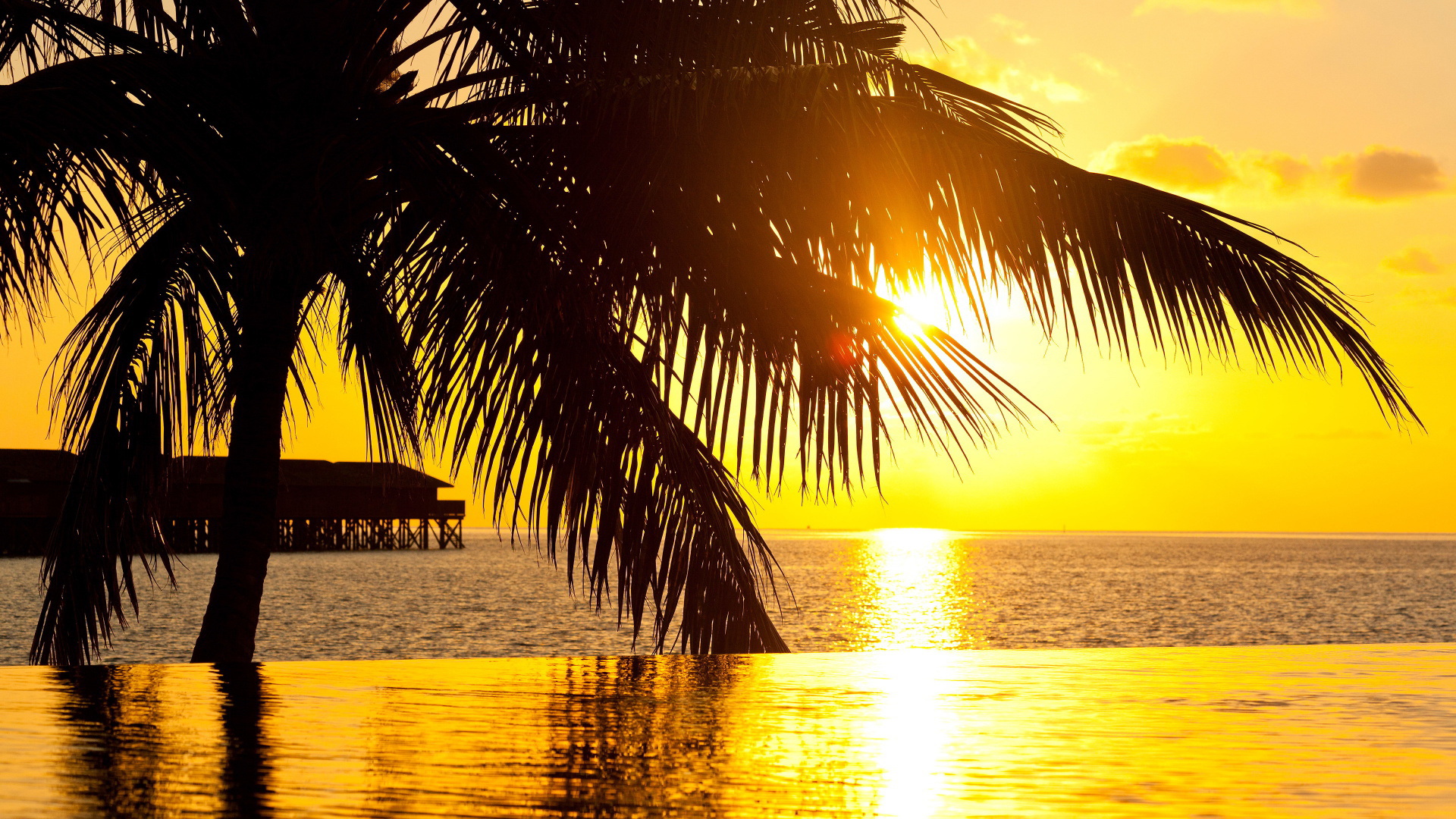 Silhouette Der Palme in Der Nähe Von Gewässern Während Des Sonnenuntergangs. Wallpaper in 1920x1080 Resolution