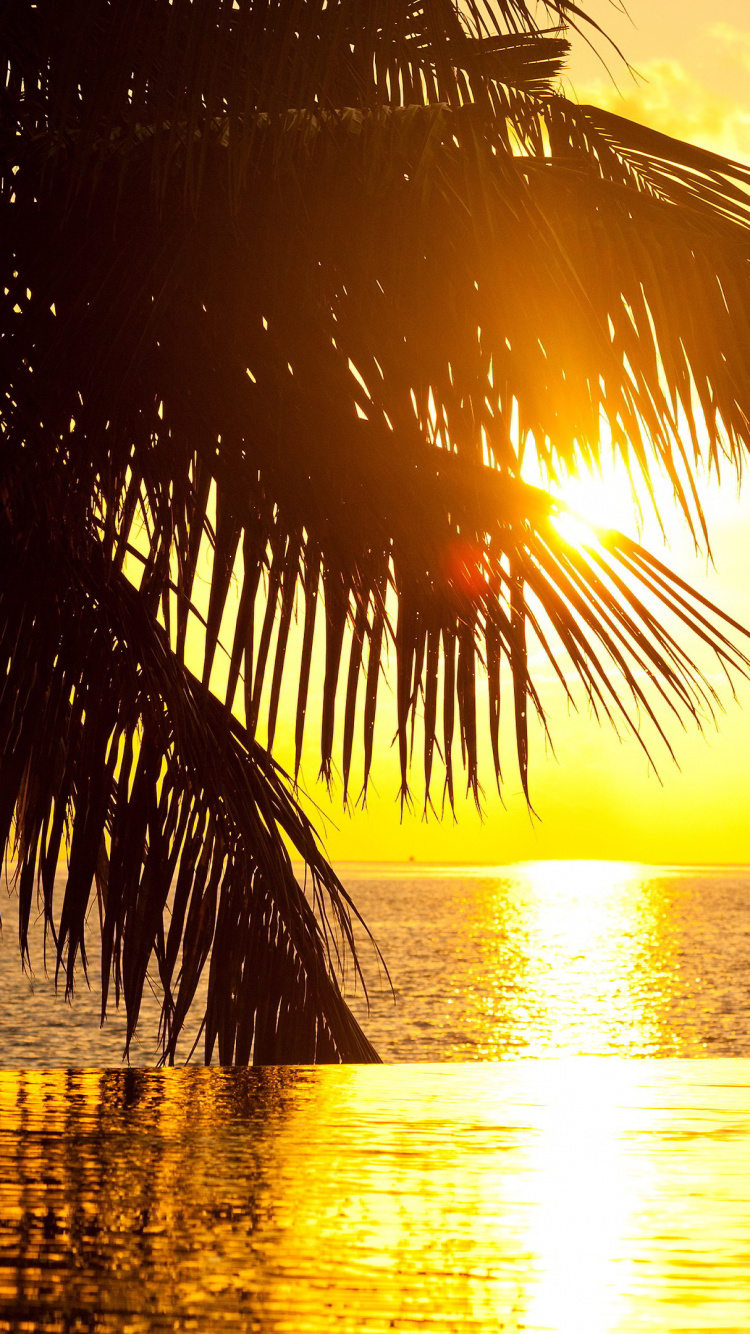 Silhouette Der Palme in Der Nähe Von Gewässern Während Des Sonnenuntergangs. Wallpaper in 750x1334 Resolution