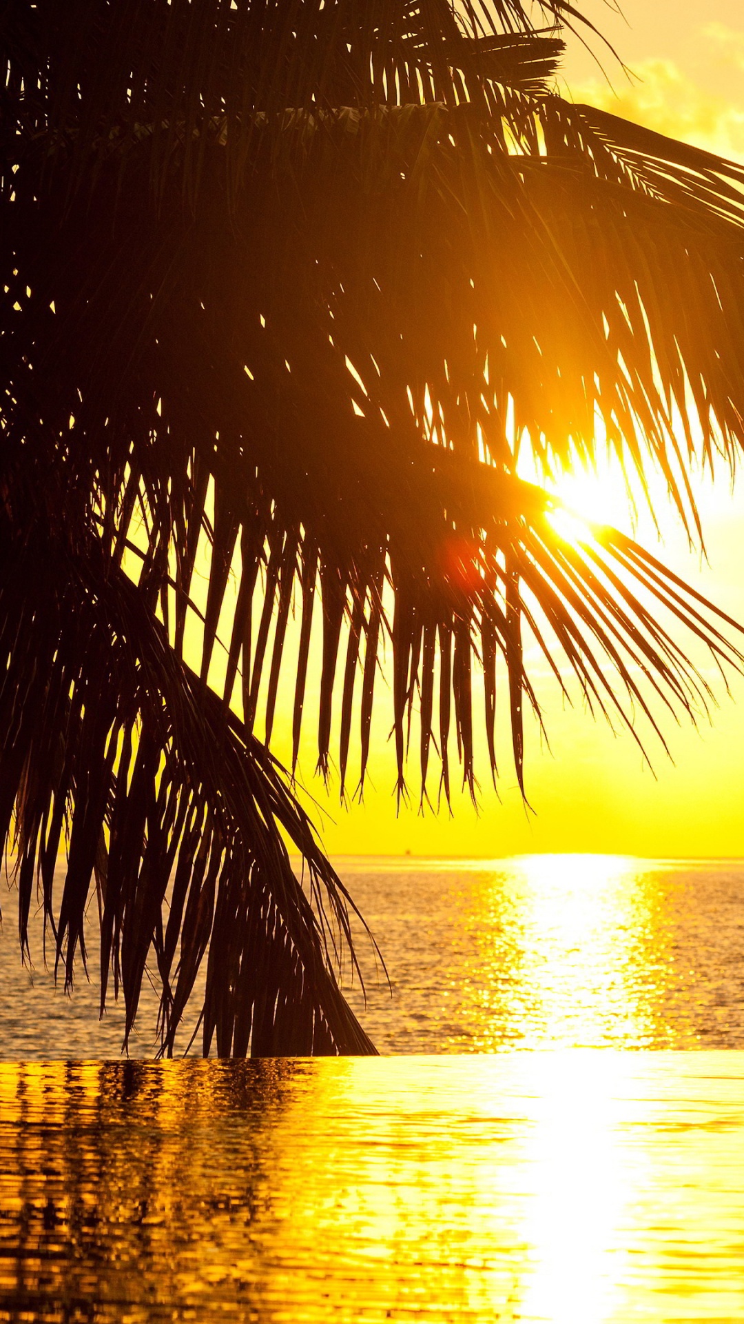 Silueta de Palmera Cerca Del Cuerpo de Agua Durante la Puesta de Sol. Wallpaper in 1080x1920 Resolution