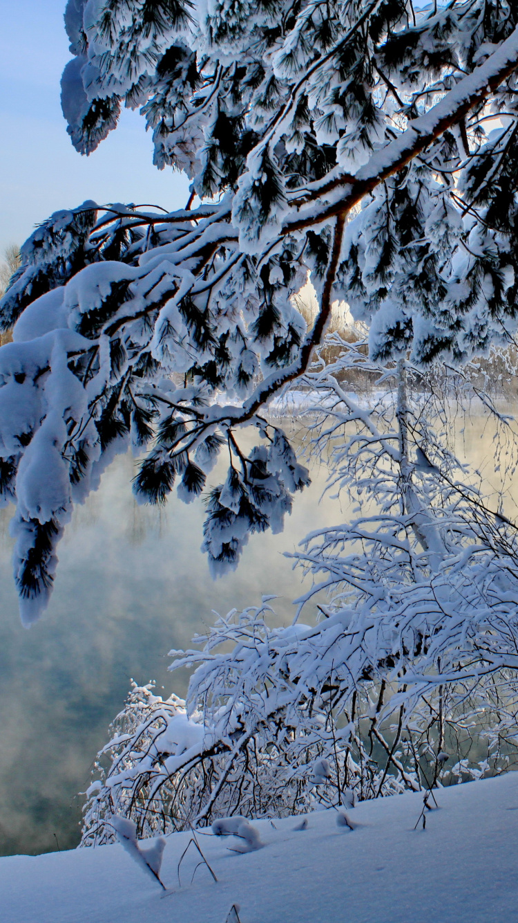 Schneebedeckte Bäume Tagsüber. Wallpaper in 750x1334 Resolution