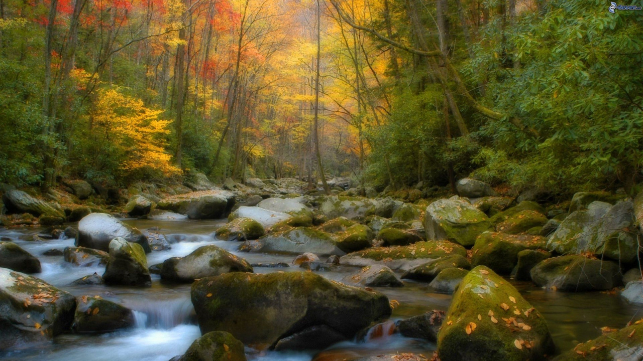 Brown and Green Trees Beside River During Daytime. Wallpaper in 1280x720 Resolution