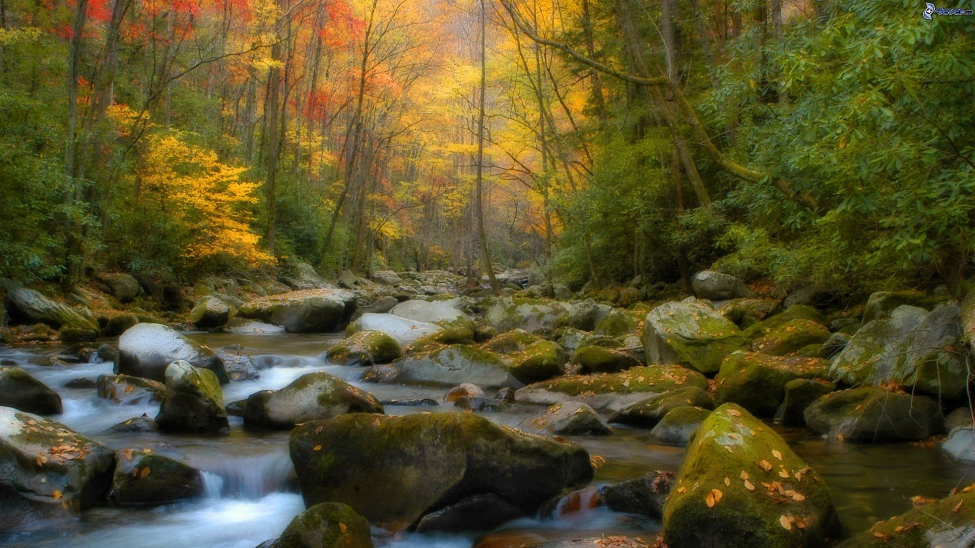 Brown and Green Trees Beside River During Daytime. Wallpaper in 1920x1080 Resolution