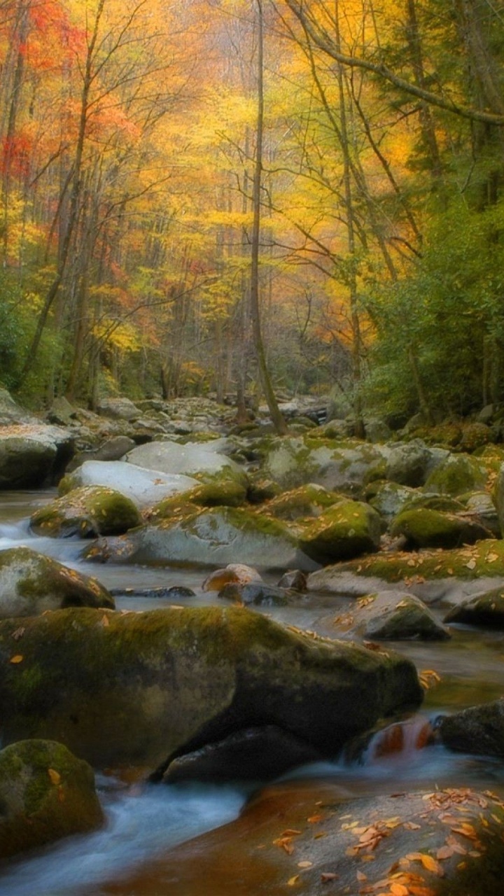 Brown and Green Trees Beside River During Daytime. Wallpaper in 720x1280 Resolution