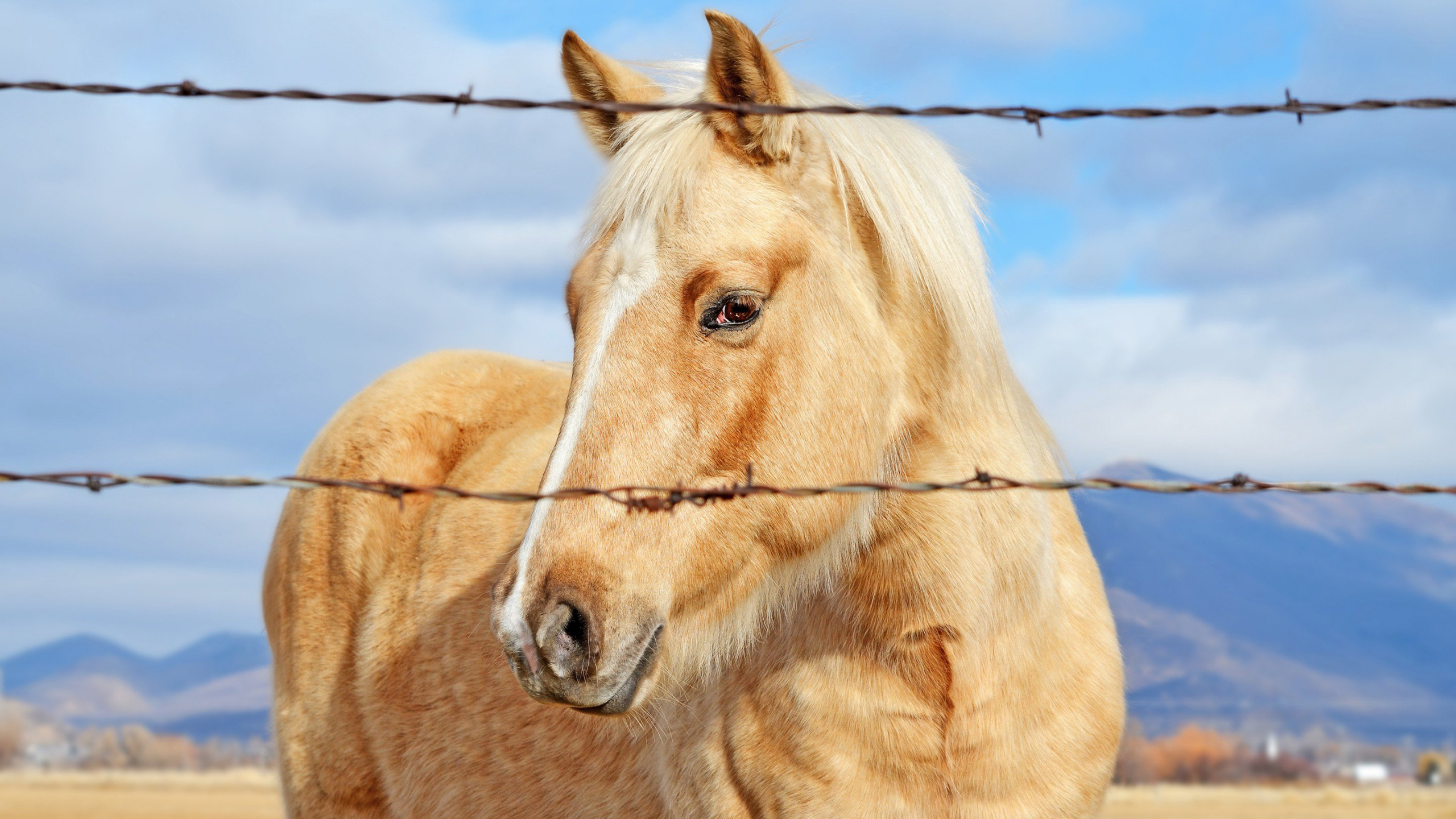 Brown Horse in Close up Photography During Daytime. Wallpaper in 2560x1440 Resolution