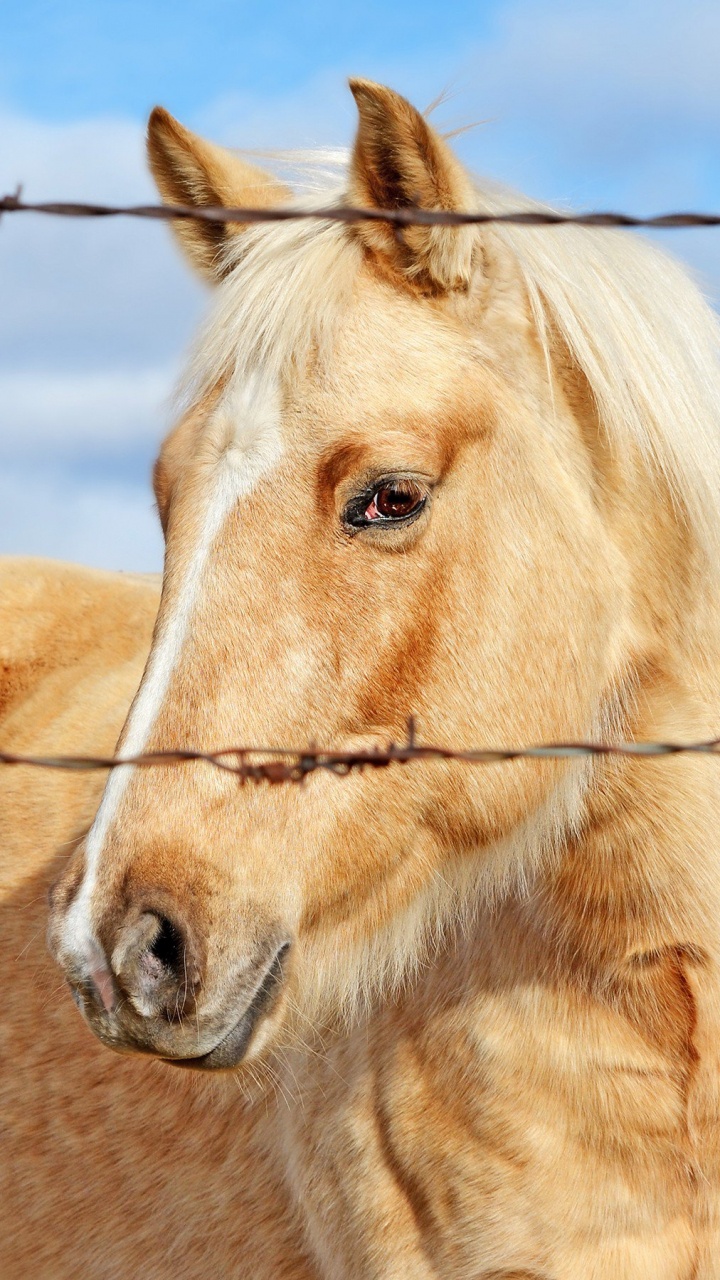 Brown Horse in Close up Photography During Daytime. Wallpaper in 720x1280 Resolution