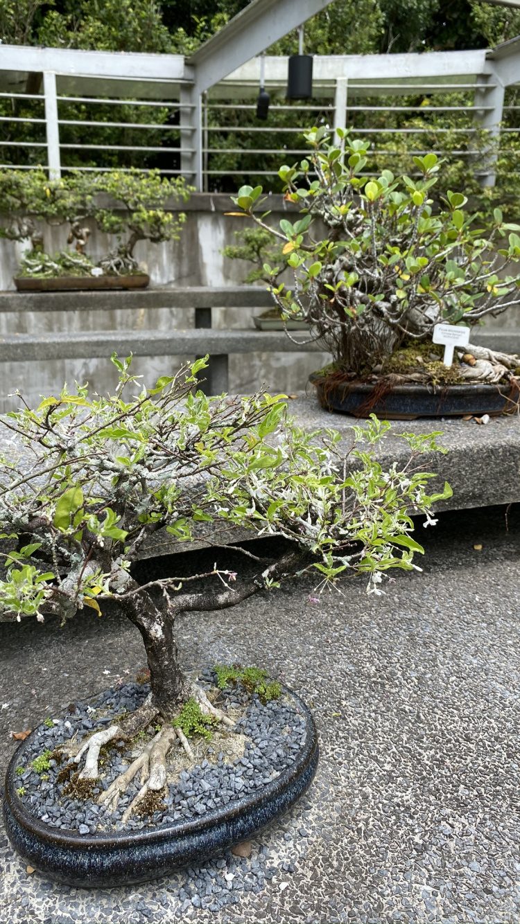 Baum, Chinesische Süße Pflaume, Bonsai, Blumentopf, Staude. Wallpaper in 750x1334 Resolution