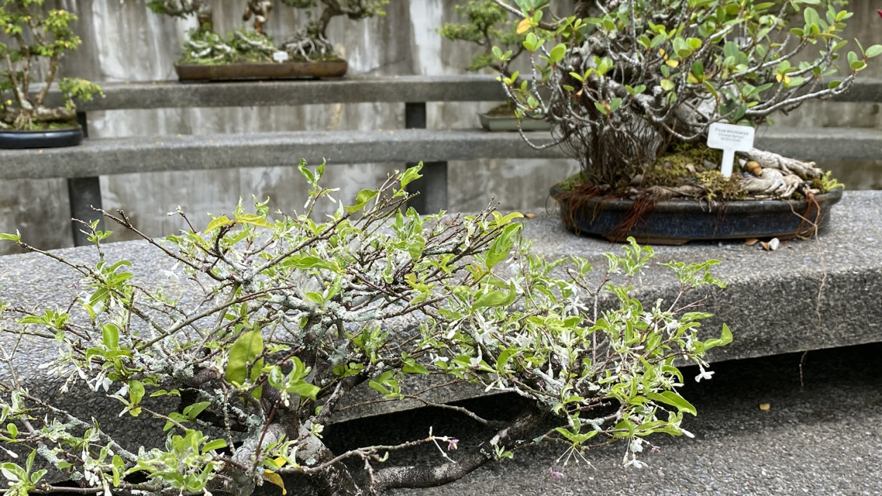 Ciruela Dulce China, Bonsai, Maceta, Arbusto, Jardin. Wallpaper in 1280x720 Resolution