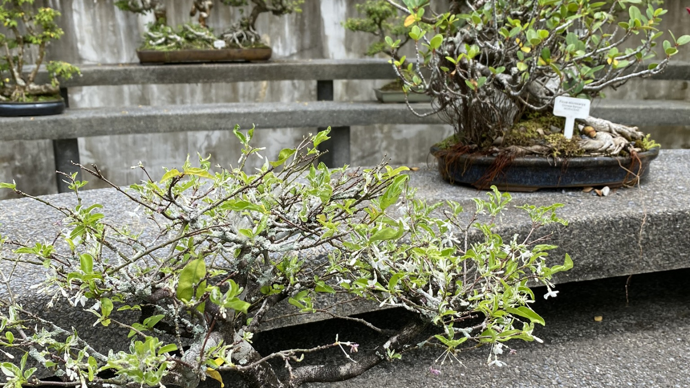 Ciruela Dulce China, Bonsai, Maceta, Arbusto, Jardin. Wallpaper in 1366x768 Resolution