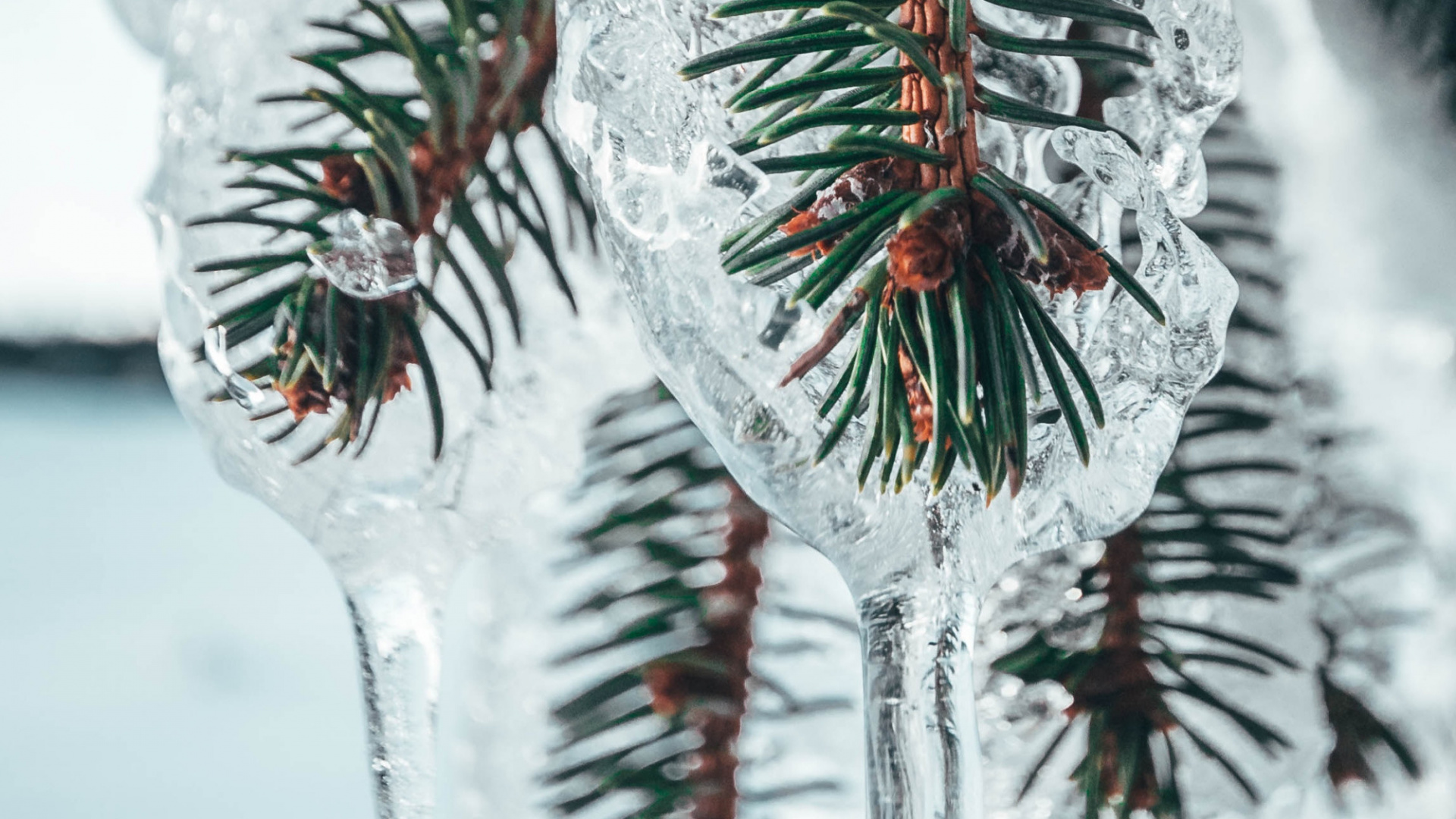 Download 1920x1080 Wallpaper Nokia 8, Google Pixel, Pine, Tree, Android Nokia 8, Google Pixel, Pine, Tree, Android. Wallpaper in 1920x1080 Resolution