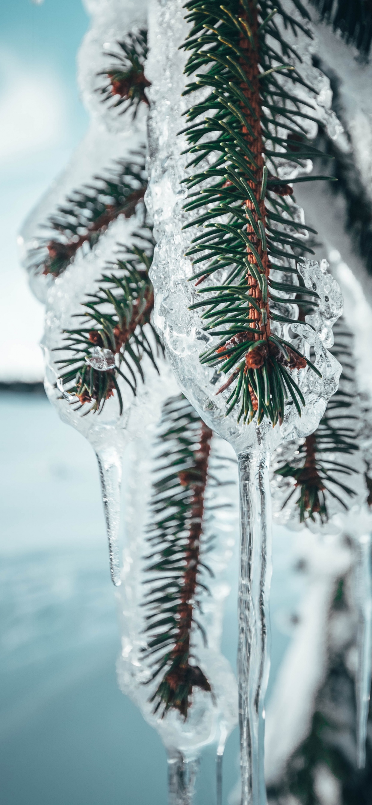 Nokia 8, Google Pixel, Pino, Android, Serie Meizu Pro. Wallpaper in 1242x2688 Resolution