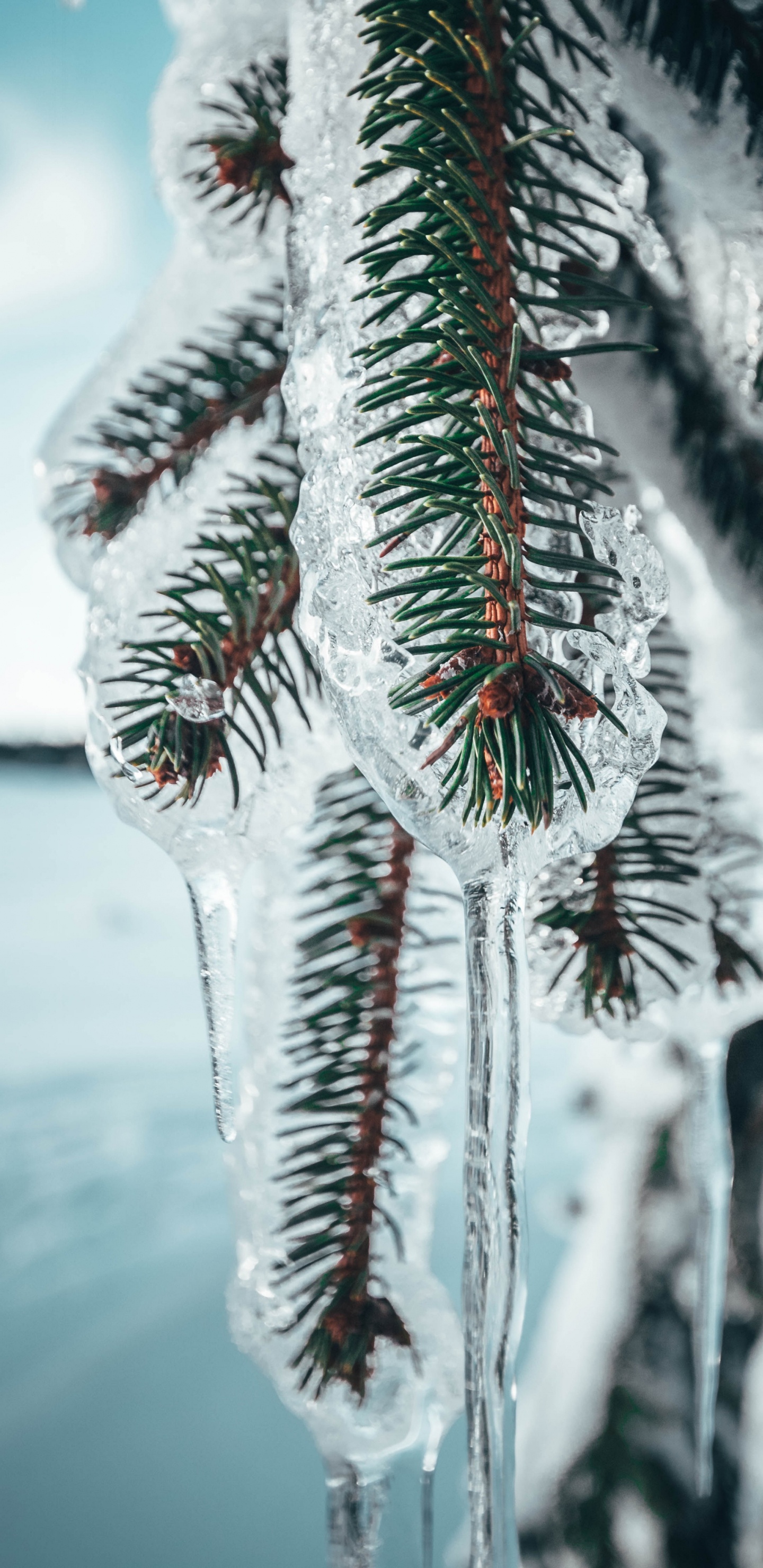 诺基亚8, Google Pixel, 安卓, 魅族pro系列, 树枝 壁纸 1440x2960 允许