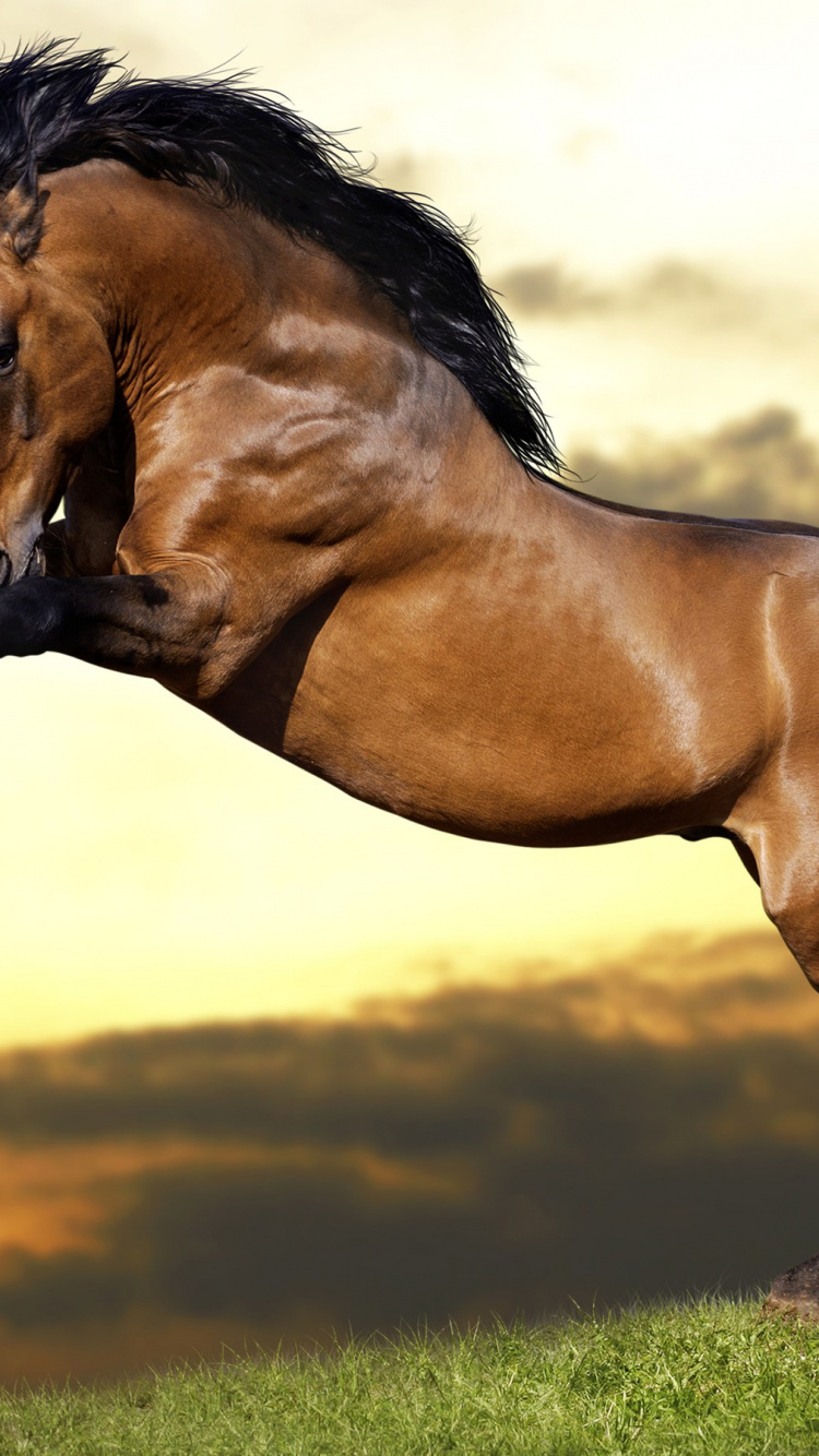 Cheval Brun Sur Terrain D'herbe Verte Pendant la Journée. Wallpaper in 750x1334 Resolution