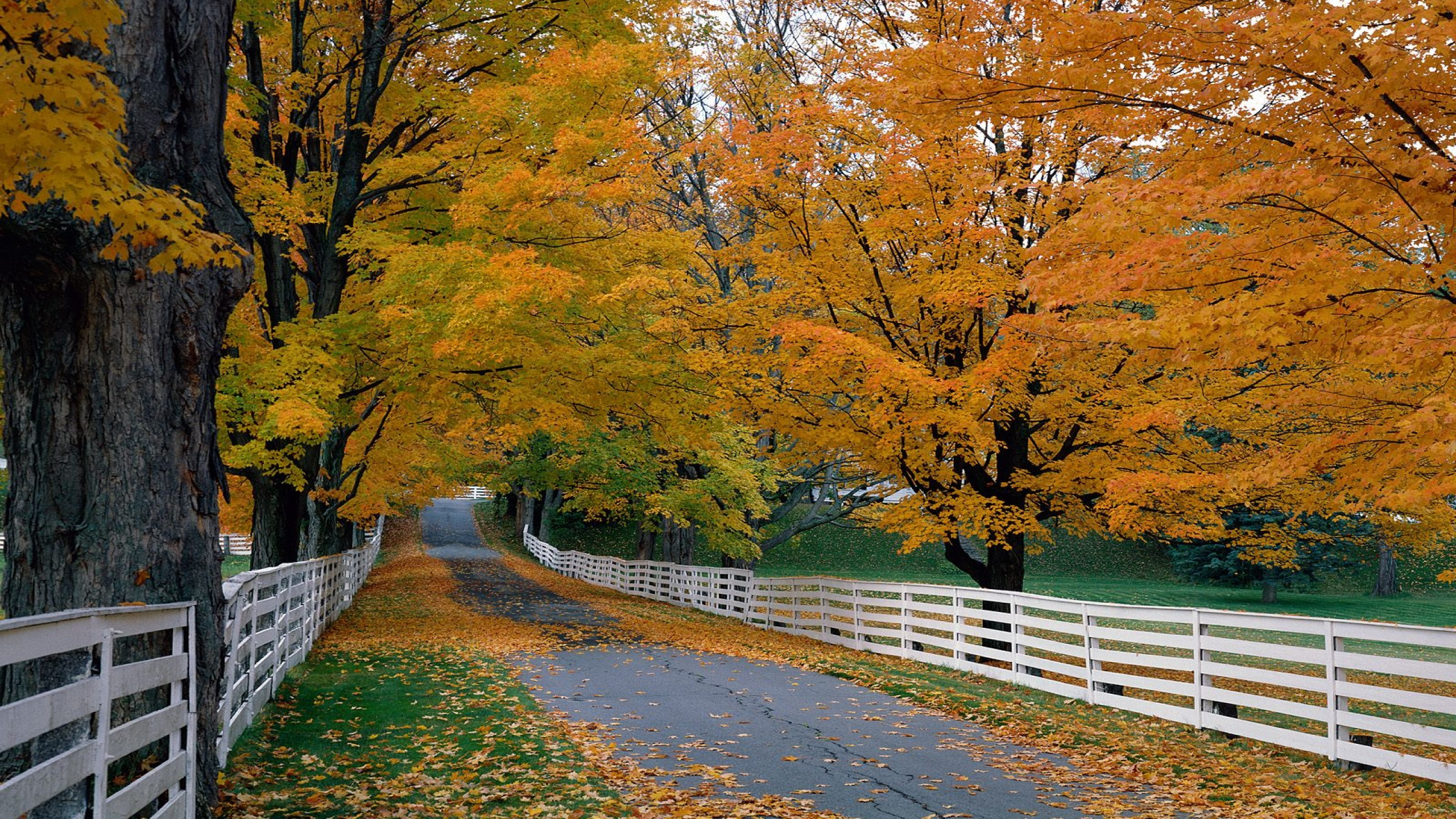 Brown Trees Beside Gray Concrete Road. Wallpaper in 2560x1440 Resolution