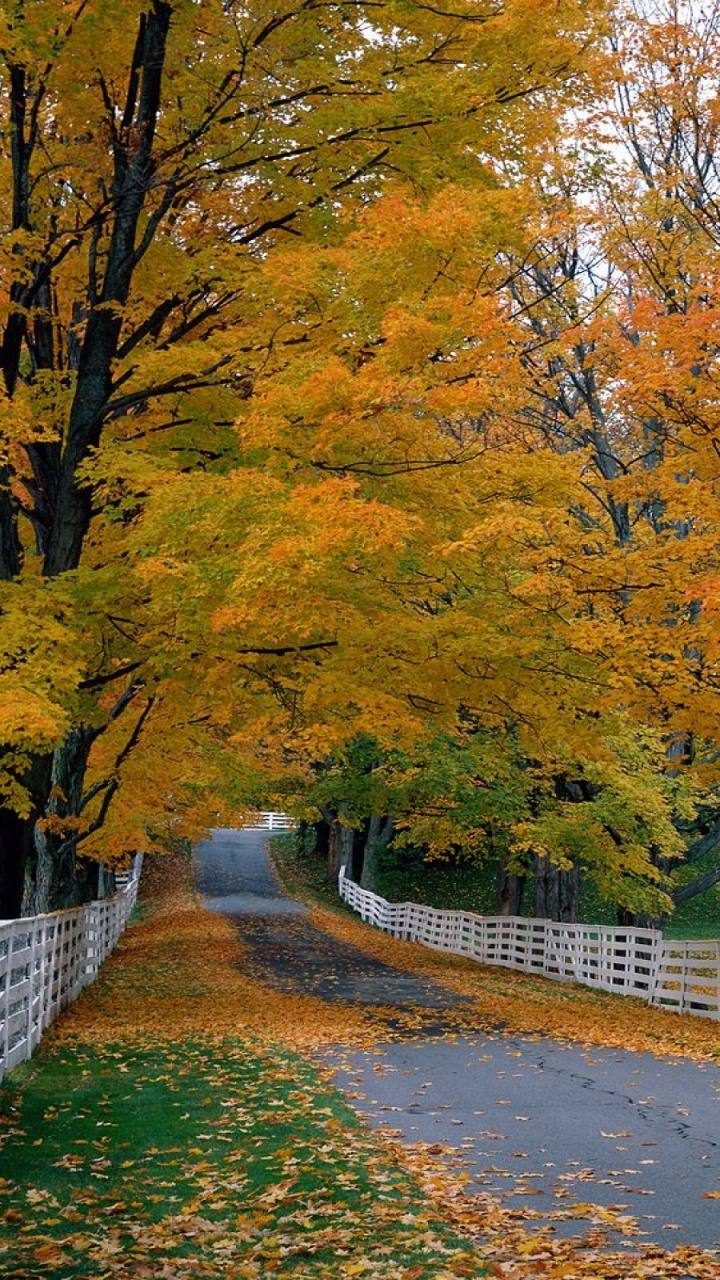 Brown Trees Beside Gray Concrete Road. Wallpaper in 720x1280 Resolution