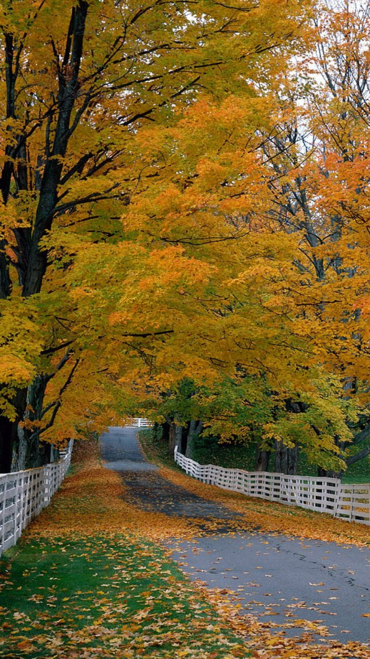 Brown Trees Beside Gray Concrete Road. Wallpaper in 750x1334 Resolution